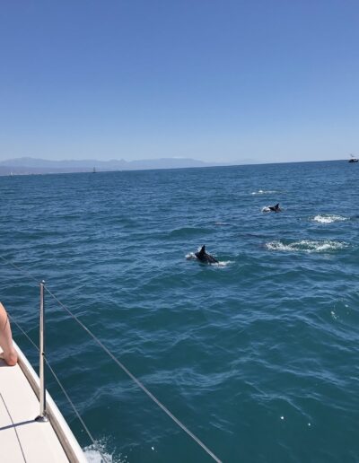 Chica capturando el momento mientras los delfines nadan alrededor del barco en Benalmádena