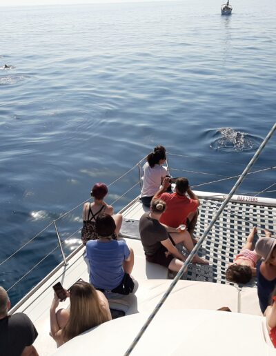 Personas disfrutando de un paseo en barco y del avistamiento de delfines en Benalmádena