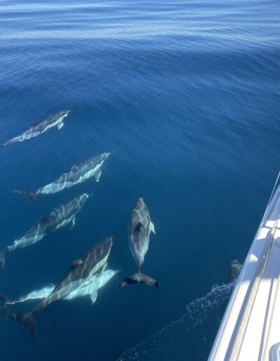 Chico capturando el momento mientras los delfines nadan alrededor del barco en Benalmádena