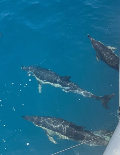 Chica capturando el momento mientras los delfines nadan alrededor del barco en Benalmádena