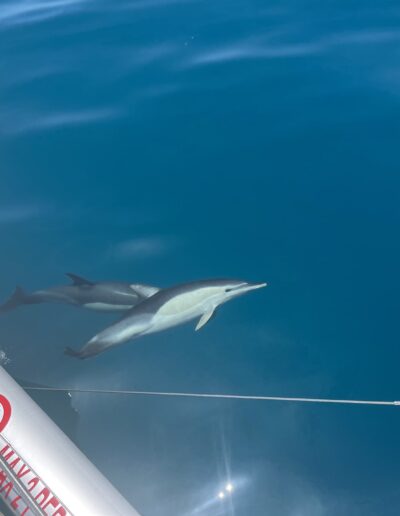 Avistamiento de delfines a bordo de un catamarán en Benalmádena