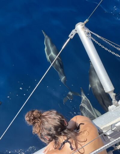 Avistamiento de delfines a bordo de un catamarán en Benalmádena
