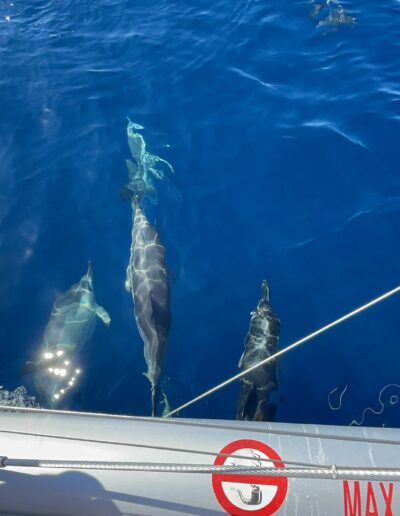 Enjoy dolphin spotting from a catamaran in Benalmádena, a magical experience at sea