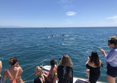 Disfruta del avistamiento de delfines desde un catamarán en Benalmádena, una experiencia mágica en el mar
