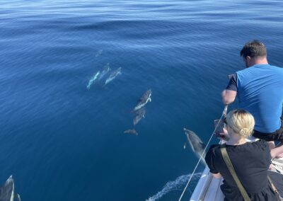 People enjoying dolphins swimming around the boat