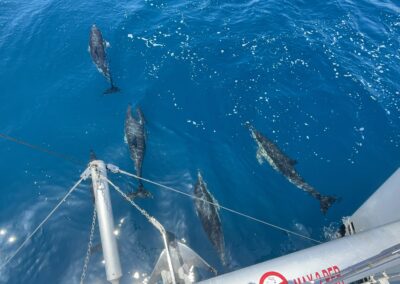Enjoy dolphin spotting from a catamaran in Benalmádena, a magical experience at sea