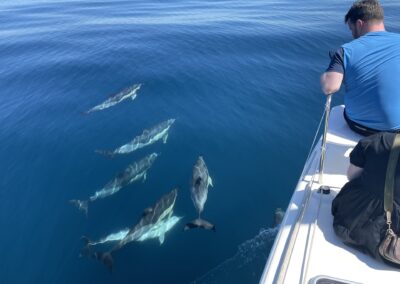 Personas disfrutando de delfines que nadan alrededor del barco